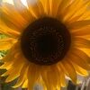 seedsofvintage
